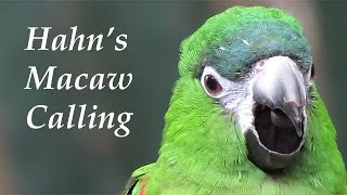 Hahns Macaw Call [upl. by Sile]