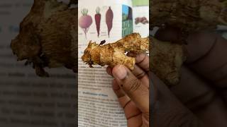 NCERT Rhizome all about ginger [upl. by Vadim158]