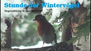 Stunde der Wintervögel Vogelzählung in Deutschland [upl. by Yecam]