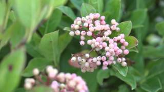 Proven Winners® Gardener Channel Proven Winners® Brandywine Viburnum [upl. by Leuas]