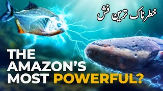 Shocking Facts About Electric EelsDangerous and Mysterious Creature Electric Eel7R Speaks [upl. by Edyth]