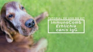 Tutorial de uso do kit ImmunoComb Erhlichia Canis IgG [upl. by Navac]