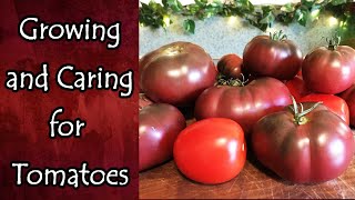 Growing and Caring For Tomatoes [upl. by Einneg361]