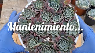 Mantenimiento a mi Echeveria plantas garden jardin flores viral flowers mexico cactus [upl. by Clemente954]