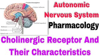 Autonomic Nervous System Pharmacology Lecture। Cholinergic Receptor amp Characteristics Video in Hindi [upl. by Akoek]