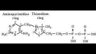 Coenzyme and Reactive Moieties of Vitamin B1 Thiamine Thiamine Pyrophosphate  Thiazolium ring [upl. by Bruyn]