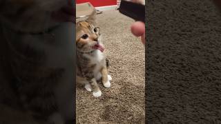 Comb makes my cat gag shorts funnyvideo cat viralvideo [upl. by Einolem]