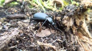 Cychrus caraboides  Ground Beetle  Laufkäfer [upl. by Aiyn]