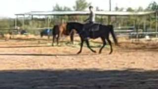 Black Missouri Fox Trotting Horse [upl. by Adnirol]