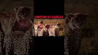 Cheetah 🐆 vs gazelles👿👿👿 shortsviralshorts [upl. by Akeyla]