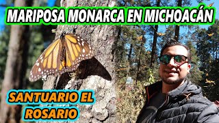 MARIPOSA MONARCA MICHOACÁN 2023 Santuario El Rosario el más grande del mundo [upl. by Fax]