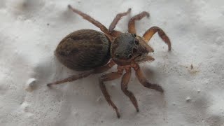 Cute Female Salticidae Jumping spider [upl. by Emlynne369]