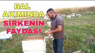 Bal akımında daha fazla verim alma yöntemi  Arılar için doğal yöntem ne fayda [upl. by Doownil267]