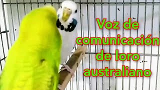 Voz decomunicaciónde loro australiano sonido de llamada de periquito  se sentirá feliz [upl. by Hodgson742]