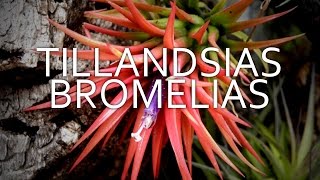 🎧🌲 Tillandsia Bromelias Plantas que viven del aire [upl. by Wiese]