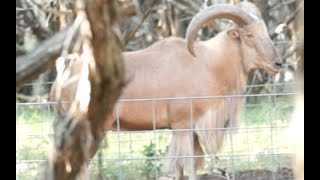 Texas Aoudad Bow Hunt Free Range [upl. by Yssirhc]