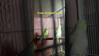 Green Rumped Parrotbirds lovebirds pets parrot shortvideo HassanBirdsLover hassanBirds114 [upl. by Nnorahs134]