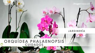 Cuidados de las ORQUÍDEAS phalaenopsis 🌸​ con Jardinatis 🌸​ [upl. by Eilyr444]