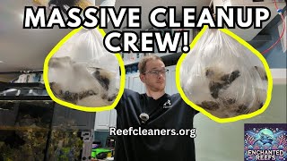 Massive Cleanup Crew Unboxing 2000 Snails amp Crabs for the 1000Gallon Reef Tank [upl. by Eleazar974]