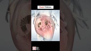 Heart Valves  Cardiology  LearnWithMusawir [upl. by Kazue]