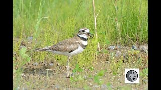 Cri du Pluvier KildirCall of the Killdeer [upl. by Norrad829]