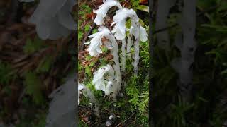 Monotropa Uniflora también conocida como flor fantasma o pipa de la India [upl. by Luhe305]