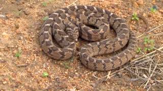 Snakes of the Kruger park common egg eater [upl. by Anneirb]