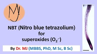 Nitro blue tetrazolium NBT staining Arabidopsis roots stress DoctorTutors [upl. by Winshell]