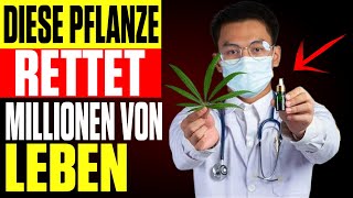 🥬DIE KRÄUTERPFLANZE DIE DU UNBEDINGT IN DEINEM GARTEN HABEN SOLLTEST [upl. by Akimit]