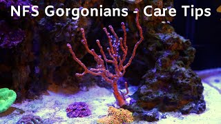 NPS Gorgonians in Your Reef [upl. by Ettenel50]