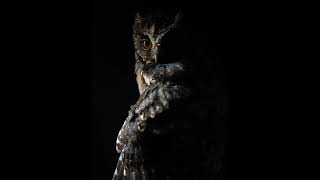 Scary Owl Hooting Sounds [upl. by Manya]