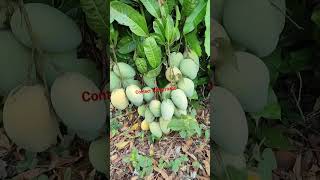 Langra Mango Farming Plant contact 7029279400 [upl. by Durer84]