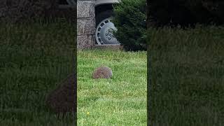 Marmot was resting 05132024 1 Shorts Animal Nature [upl. by Suolevram]