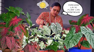 Caladium Plant Care I Caladium Plant Varieties I Nepali Garden [upl. by Tlok746]