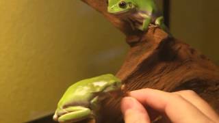 Hand feeding a few Litoria Caerulea Whites Tree Frogs [upl. by Nanreh639]