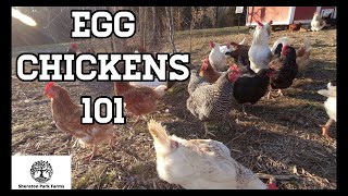 Beginners Guide To Egg Laying Chickens  Egg Chickens 101 [upl. by Swithbert757]