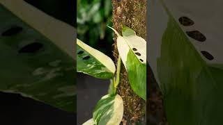 Monstera plant tips and caremonstera plants tips shorts [upl. by Ettegirb]