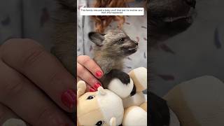 This family rescued a baby wolf that lost its mother and then this happened animalshorts [upl. by Esahc]