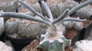 Our Astrophytum CaputMedusae Latest Collection [upl. by Caryl]