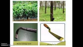 Rubber Hevea brasiliensis cultivation and Processing [upl. by Jakoba859]