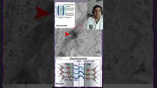 🔬 Desmosomas Uniones intercelulares tejidos animales🔬 [upl. by Mortie191]