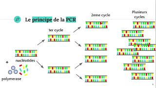 La technique PCR Polymerase Chain Reaction ðŸ§ª [upl. by Parsifal]