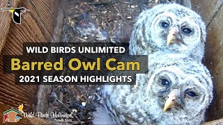 2021 Barred Owl Cam Season Highlights  Cornell Lab  Wild Birds Unlimited [upl. by Liggitt]