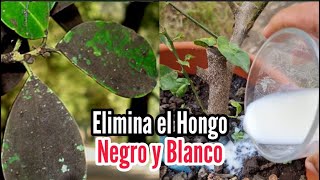 Elimina por Completo el Hongo Negro y Blanco en tus Plantas de Citricos [upl. by Edsel776]