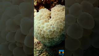 Eilat Mix 20241 scubadiving redsea diving [upl. by Scarlet]