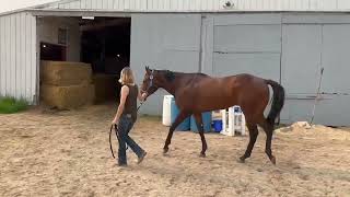 Im a Souperman  3 yr old gelding approx 16 hands [upl. by Xella290]