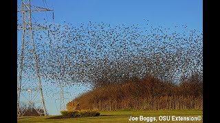 Starlings Mesmerizing Murmurations in Southwest Ohio [upl. by Nickerson]