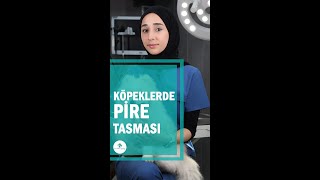 Köpeklerde Pire Tasması [upl. by Eelik]