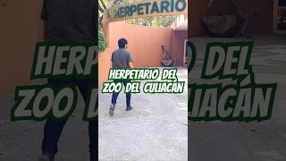 HERPETARIO DEL ZOOLÓGICO DE CULIACAN❗️🥾🐍🦎🕷️ animalessalvajes reptiles reptile shortvideo [upl. by Ahsemat642]