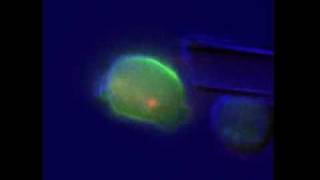 Dividing cells feel their way out of warp [upl. by Elfstan]